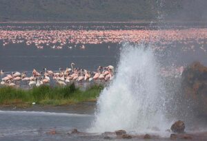 3 Days Nakuru Bird Watching in Kenya Safari • Naicef Lake Bogoria, Lake Bogoria National Reserve, hot springs Lake Bogoria, Lake Bogoria flamingos, geyser Lake Bogoria. Bird watching in Kenya, Birding in Kenya, Bird watching safaris in Kenya, Birds in Kenya safari, Birds in Kenya